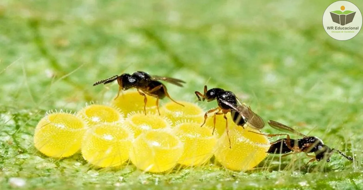 Curso de Controle Biológico E Manejo De Pragas Na Agricultura Sustentável