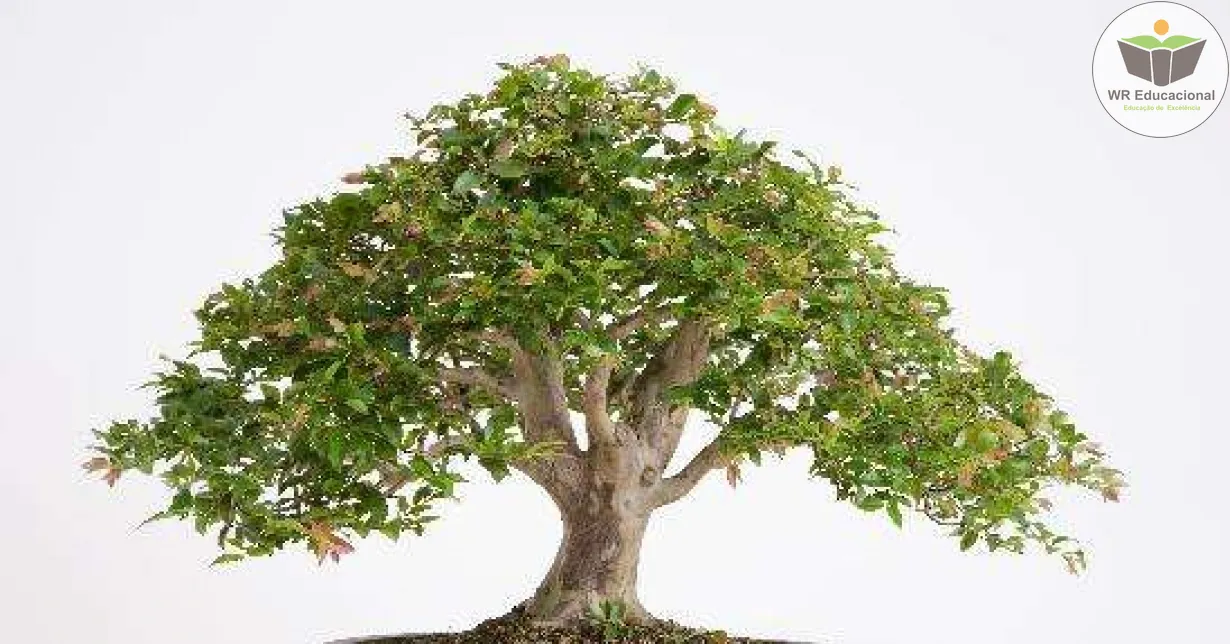 Curso de Cultivo de Bonsai