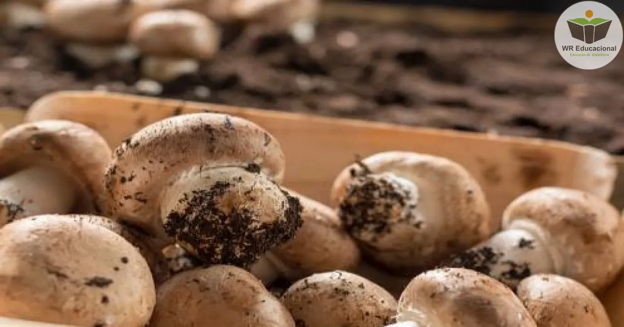 Curso de Cultivo de Cogumelo e Champignon