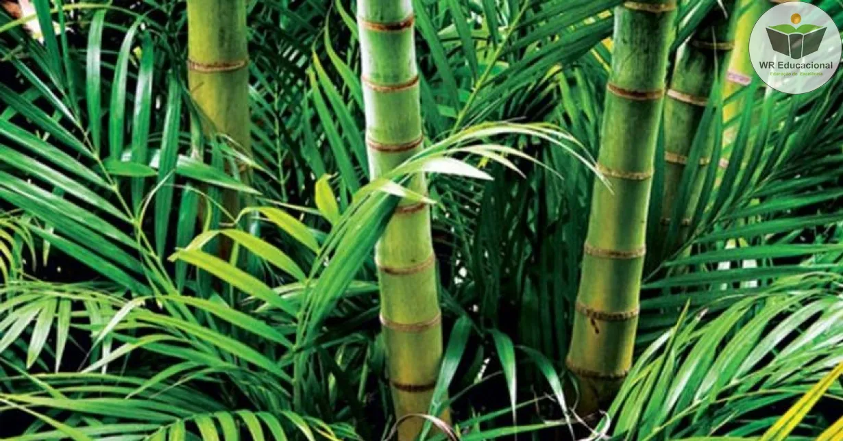 Curso de Métodos para o manejo correto do Bambu