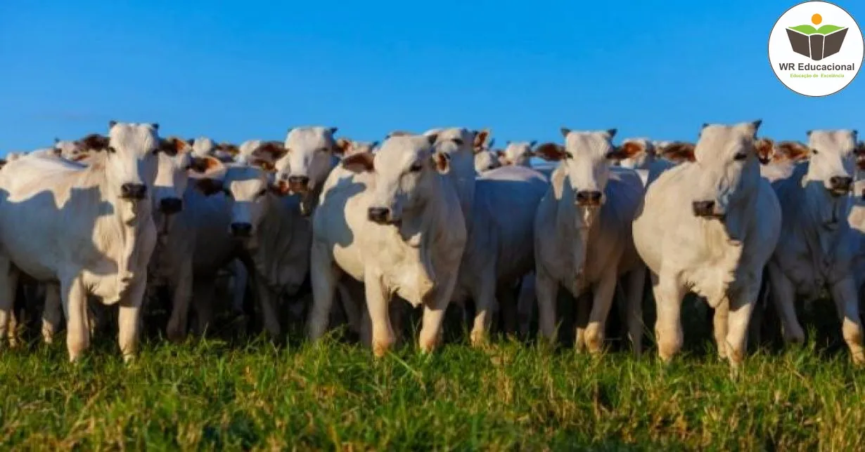 Curso de Suplementação para animais em pasto