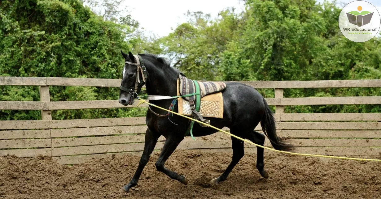 Curso de Doma de Cavalo