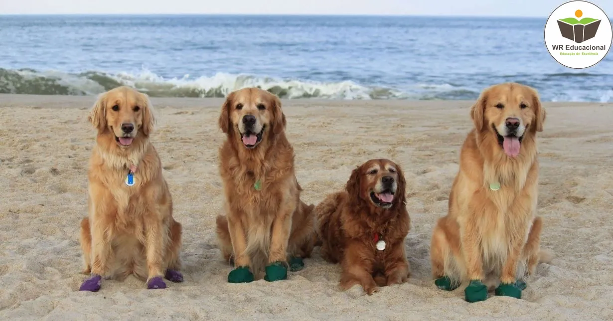 Curso de Noções Básicas de Cuidador de Cães