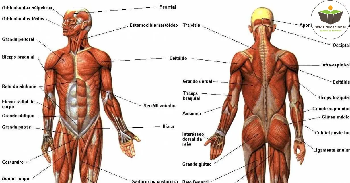 Curso de Noções Básicas à Anatomia dos Sistemas