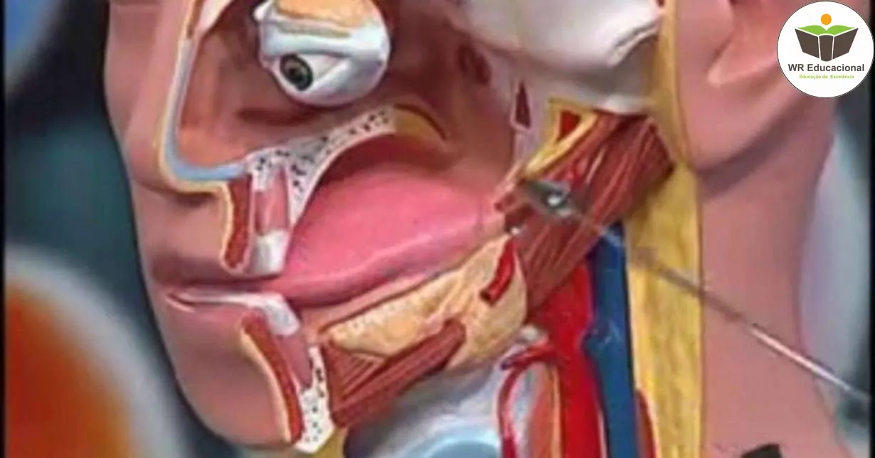 Curso de NOÇÕES BÁSICAS EM ANATOMIA DOS SISTEMAS
