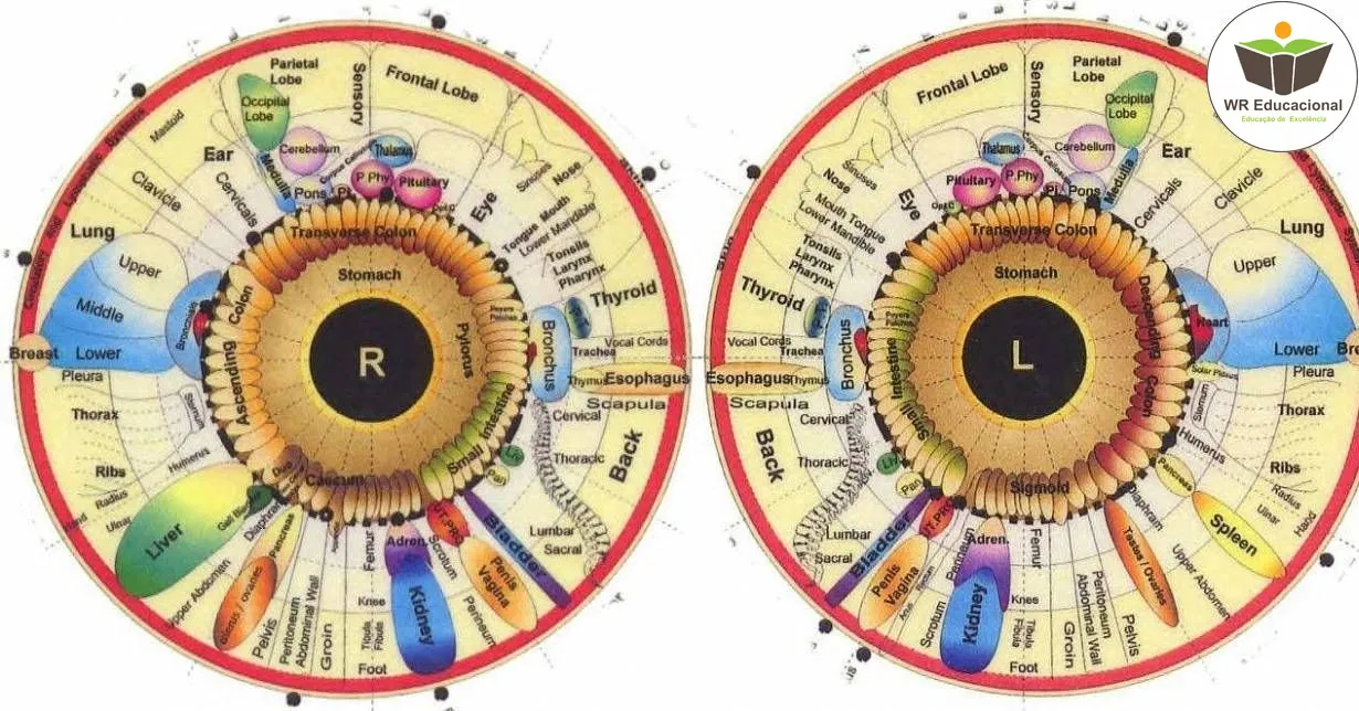Curso de NOÇÕES BÁSICAS EM IRIDOLOGIA
