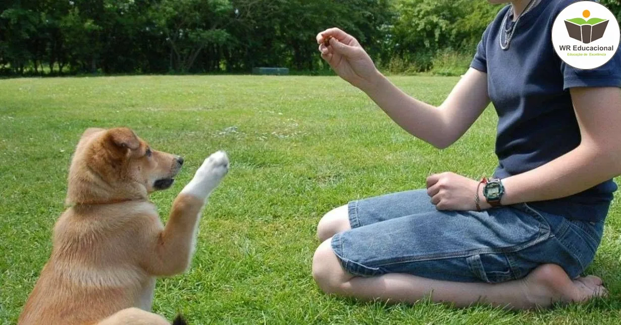 Curso de Adestramento de Cães