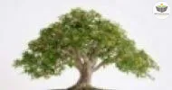 Curso de Cultivo de Bonsai