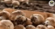 Curso de Cultivo de Cogumelo e Champignon
