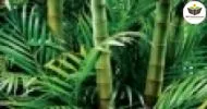 Curso de Métodos para o manejo correto do Bambu