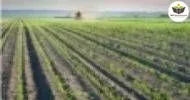 Curso de Noções Básicas em Produção de Milho