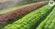 Curso de Noções Básicas em Produção de sementes híbridas de hortaliças
