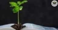 Curso de Geografia Educação Ambiental e Complexidade frente aos Desafios do Mundo Contemporâneo