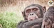 Curso de INTRODUÇÃO À PRIMATOLOGIA