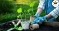 Curso de As Principais Ferramentas de Jardinagem e as Formas de Adubação