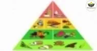 Curso de Pirâmide Alimentar Escolar