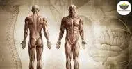 Curso de NOÇÕES BÁSICAS EM ANATOMIA HUMANA