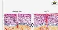 Curso de NOÇÕES BÁSICAS EM HISTOLOGIA