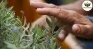 Curso de NOÇÕES BÁSICAS EM HORTOTERAPIA