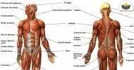 Curso de Noções Básicas à Anatomia dos Sistemas