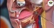 Curso de NOÇÕES BÁSICAS EM ANATOMIA DOS SISTEMAS