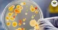 Curso de NOÇÕES BÁSICAS EM MICROBIOLOGIA
