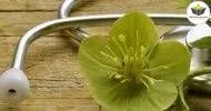 Curso de NOÇÕES BÁSICAS EM NATUROPATIA / TERAPEUTA HOLÍSTICO