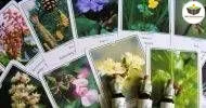 Curso de NOÇÕES BÁSICAS EM TERAPIA FLORAIS DE BACH