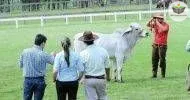 Curso de Auxiliar em Agropecuária