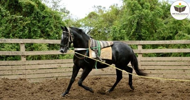 Doma de Cavalo 