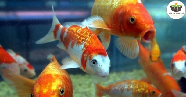 Indução de Peixes 