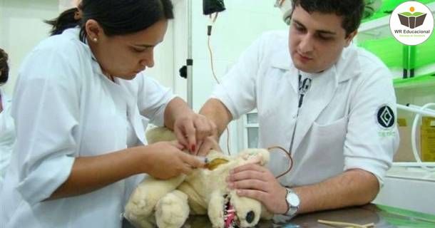 Noções Básicas de Auxiliar de Veterinária e Pet Shop 