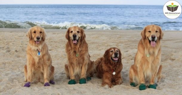 Noções Básicas de Cuidador de Cães 