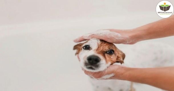Cuidados com os Cães 